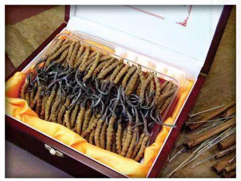 双江冬虫夏草回收